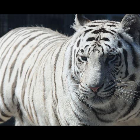 【夢見白虎】-夢到白虎意味什麼 壁虎進家門